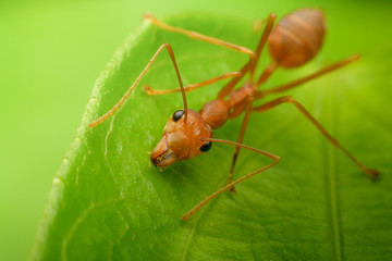 Red ant stand on green leaf
