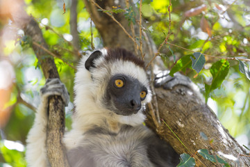Sifaka Lemur in Madagascar jungle, Africa.