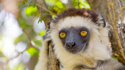 Cute Sifaka lemur, endemic animal in Zombitse National Park, Madagascar.