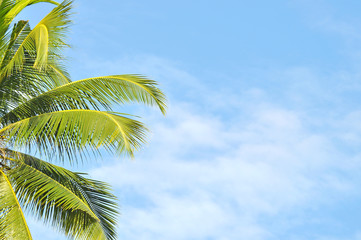 Fototapeta premium Coconut or palm tree with clouds and blue sky and copyspace area