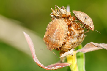 Two brown shied bugs