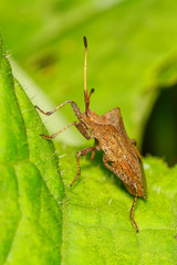Brown shield bug sitting on the leaf