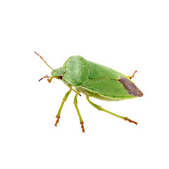 Green shield bug on a white background