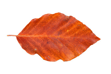 Colored leaf on a white background