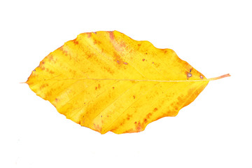 Naklejka premium Colored leaf on a white background