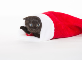 Cute black kitten in Christmas stocking
