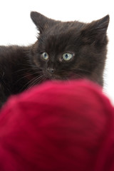Cute black kitten and red ball of yarn