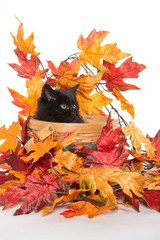 Fototapeta na wymiar black kitten and fall leaves