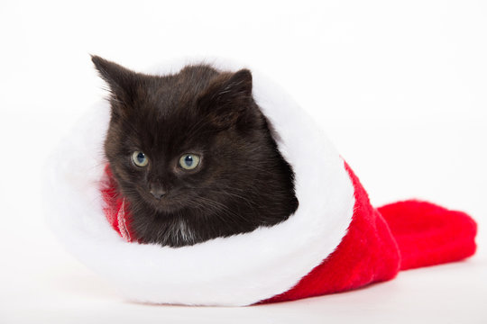 Cute black kitten in Christmas stocking
