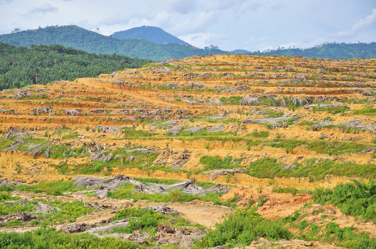 Deforestation and replanting of young oil palm tree