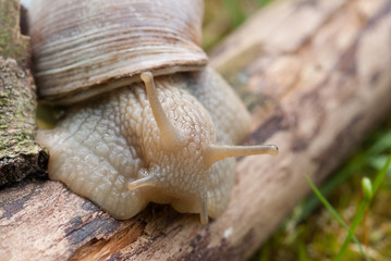 Weinbergschnecke - Helix pomatia - Makroaufnahme Kopf mit Fühler