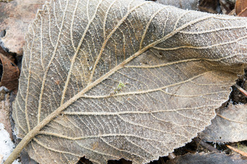  frozen leaf with frost and ice