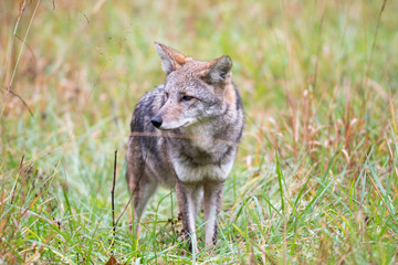 Coyote in a meadow