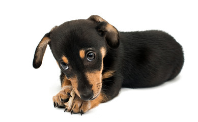 Obraz premium Dachshund puppy