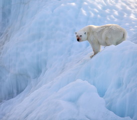 Polar bear in natural environment
