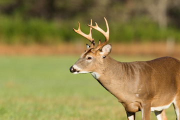 Naklejka na ściany i meble Large white-tailed deer buck