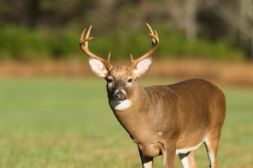 Fototapeta premium Large white-tailed deer buck