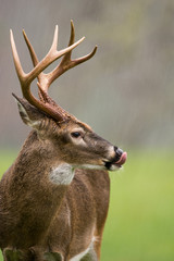 White-tailed deer buck in rain