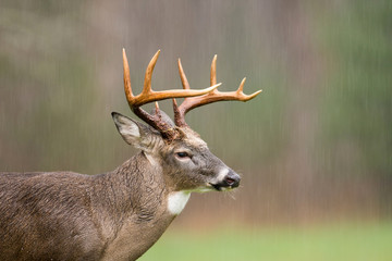Fototapeta premium White-tailed deer buck in rain