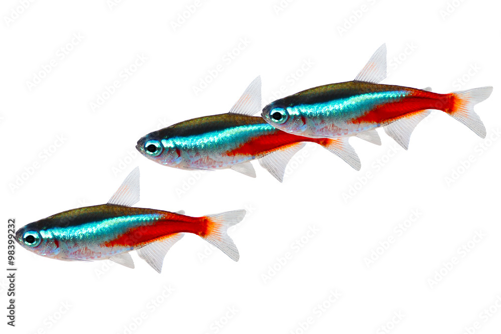 Canvas Prints swarm of neon tetra paracheirodon innesi freshwater fish isolated