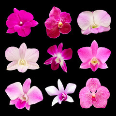 Set of fresh orchids isolated on black background