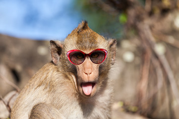 Funny rhesus monkey with tongue sticking out and sunglasses © zaschnaus