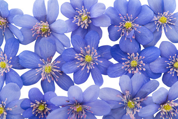 spring flowers Hepatica nobilis