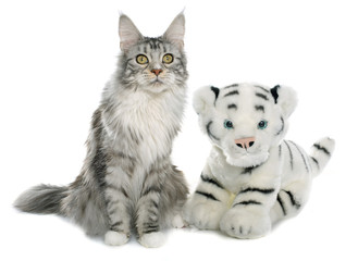 maine coon cat and tiger toy