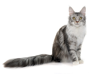 maine coon cat