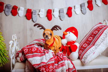 a cute chihuahua in a reindeer costume with large eyes