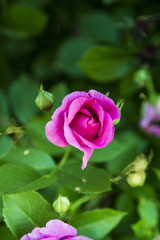 Fototapeta na wymiar Rose Flower in Bloom