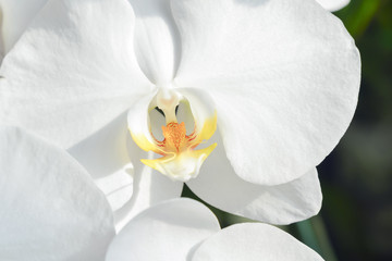closeup to the center of the white orchids