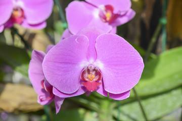 the pink orchids