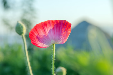 back side of the poppy flower