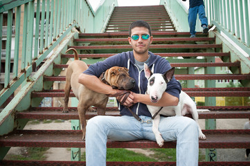 Young man taking care of Shar Pei and Bull Terrier - Powered by Adobe