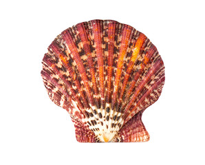 beautiful red sea shell on a white background