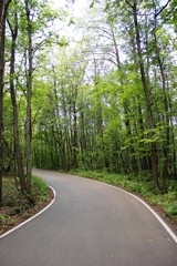 Obraz premium Дорога в лесу