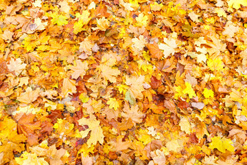 natural background with yellow colorful maple leaves