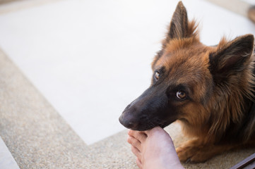 Portrait of german shepperd dog lie down and bite toe owner