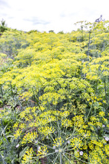 Fresh Dill Weed Flowering