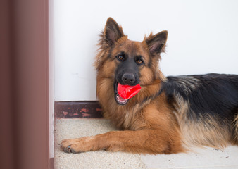 Portrait of german shepperd dog lie down and bite red toy