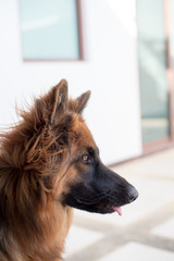 Portrait of german shepperd dog