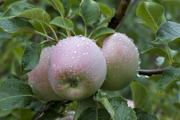 A red apple covered with raindrops