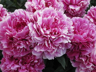 Big blooming peony flowers