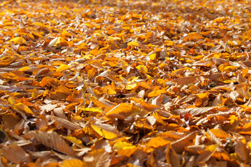 Golden autumn leaves.