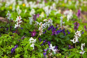 Meadow with Corydalis flowers of different colors