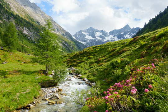 Alpenrosen am Gebirgsbach
