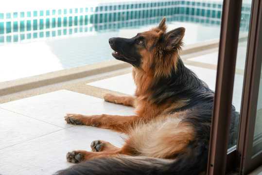 Portrait of german shepperd dog on background swimiming pool