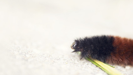 Determined caterpillar