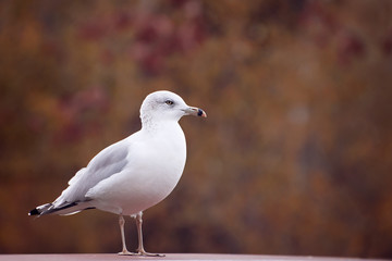 Standing seagull